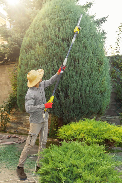 Best Tree Disease Treatment  in Weleetka, OK